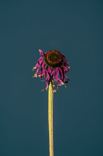 Pink Dead Flower (blue)