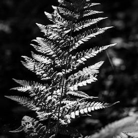 Segeln in Schwarz und Weiß von Mart Houtman