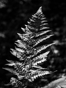 Sailing in black and white