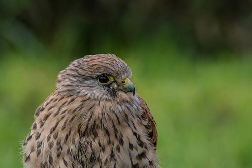 Kestrel
