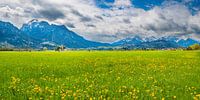 Paardenbloemweide in Allgäu