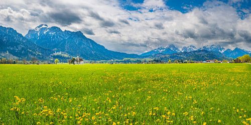 Paardenbloemweide in Allgäu