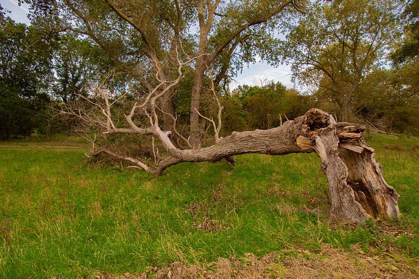 Ein charakteristischer, einzelner, gefällter und zerbrochener Baum von Cuci