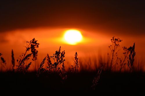 Coucher de soleil avec des plantes