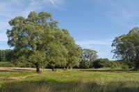 Grasland in de Doode Bemde