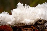 Icehair