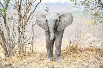 Jonge Olifant van Robert Styppa