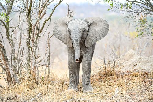 Young Elephant
