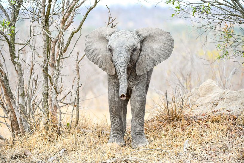 Jonge Olifant van Robert Styppa