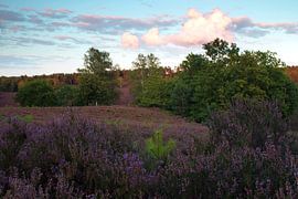 Heath landscape by Marko Sarcevic