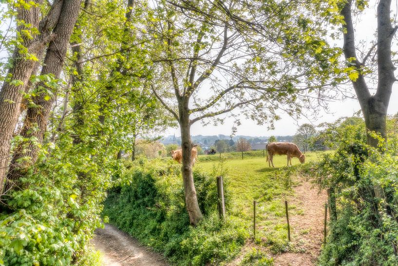 Nieuwsgierige koeien  op een holle weg in Zuid-Limburg van John Kreukniet