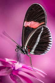 Schmetterling in einer Welt aus Zuckerwatte