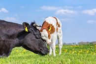 Moeder koe en pasgeboren kalf knuffelen elkaar in groene Nederlandse wei van Ben Schonewille thumbnail