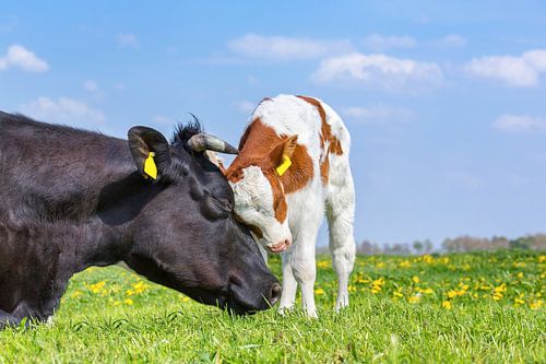 Mother cow and newborn calf hug each other in green dutch pasture