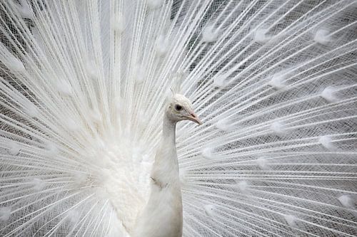 Witte pauw in zijn bruidskleed