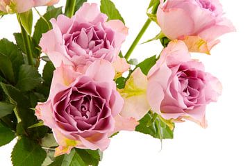 Roze rozen vrijstaand tegen witte achtergrond van Ivonne Wierink