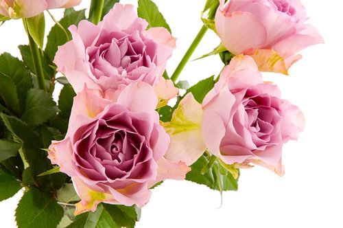 Purple roses in the studio