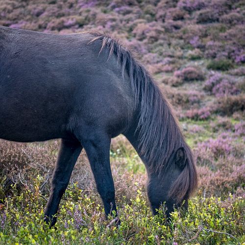 Paard met hoofd in de heide