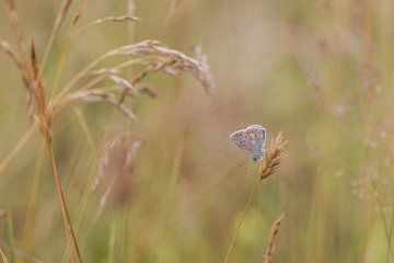 Het kleine vlindertje van Esther Bakker-van Aalderen