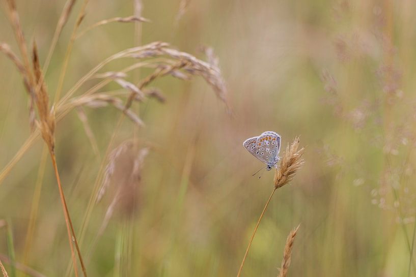 The little butterfly by Esther Bakker-van Aalderen