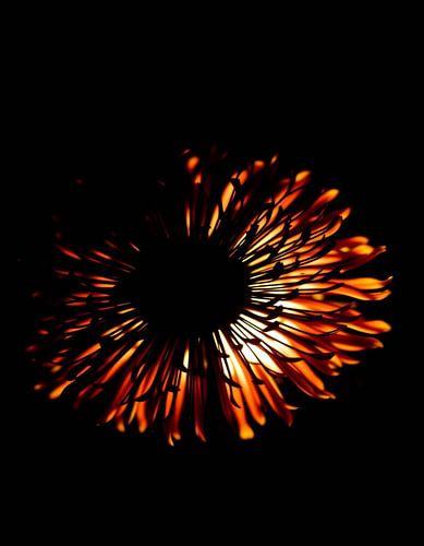 „Ember Allium III“
