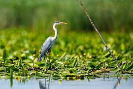 Grey heron in the marshes of the Danube Delta