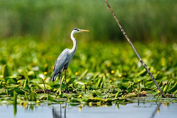 Blauwe reiger in de moerassen van de Donaudelta van Roland Brack