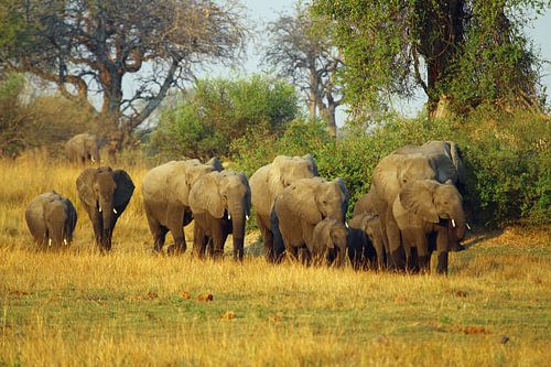 Elephant family in Botswana