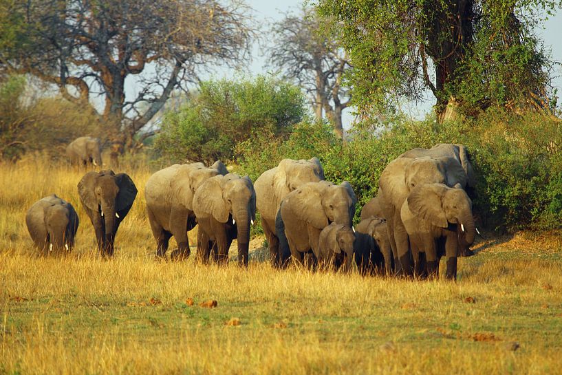 Olifanten familie in Botswana par Marieke Funke