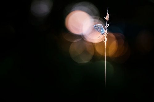 Is it magic or not by Bob Daalder