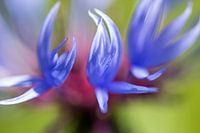 Korenbloem
