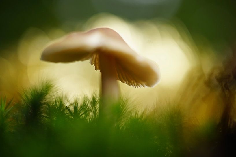 Fairytale van Sonja Bohte