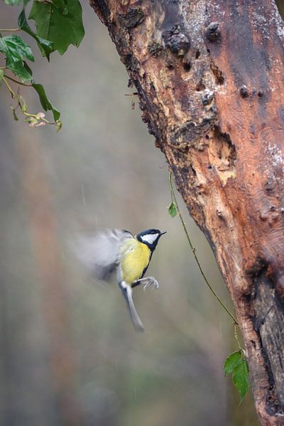 Kohlmeise von Andy van der Steen - Fotografie