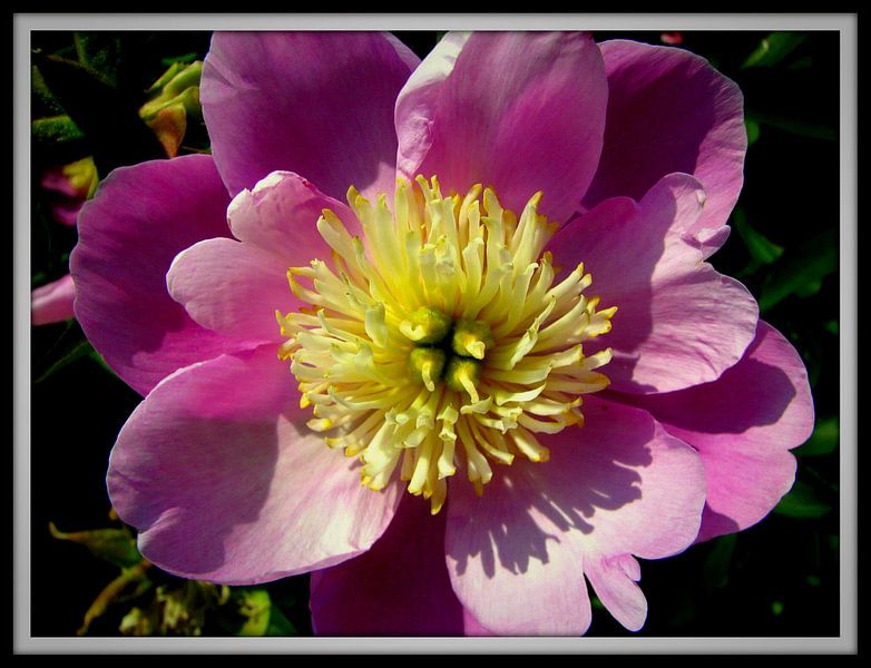 bloem by Francisco de Almeida