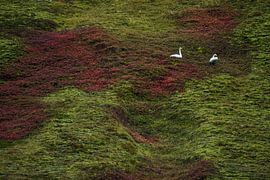 Wild swans in Iceland by Danny Slijfer Natuurfotografie