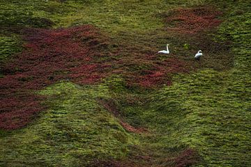 Wilde Schwäne in Island von Danny Slijfer Natuurfotografie