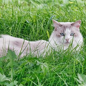Kat in het gras van BRONWAREN
