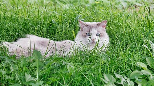 Chat dans l'herbe