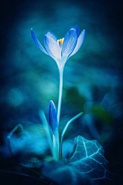 Crocus bleu sur Tanja Tarras