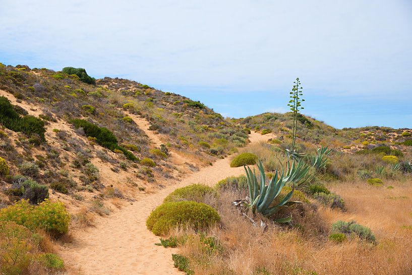 sandy footpath through dunes landscape, west algarve Portugal by SusaZoom