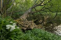 Badger garlic by an old tree by Moetwil en van Dijk - Fotografie thumbnail