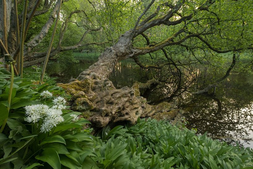 Badger garlic by an old tree by Moetwil en van Dijk - Fotografie