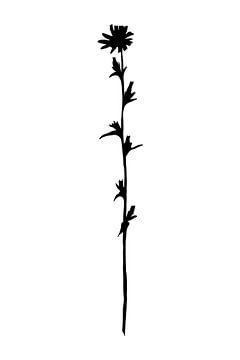 Botanical basics. Black and white drawing of a simple flower. Chicory no. 2 by Dina Dankers