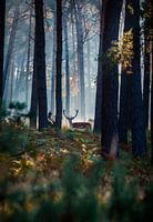 Stag at dawn