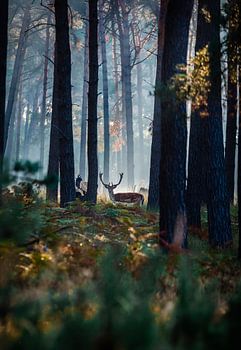 Stag at dawn