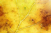 The beauty of autumn  van Michelle Zwakhalen thumbnail