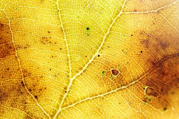 The beauty of autumn 