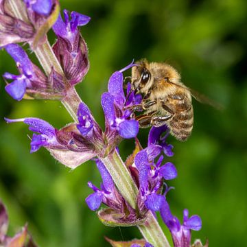 Photo macro d'une abeille à miel sur une fleur de lavande.