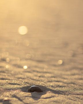 Schelp op strand in de avond zon van P Leydekkers - van Impelen