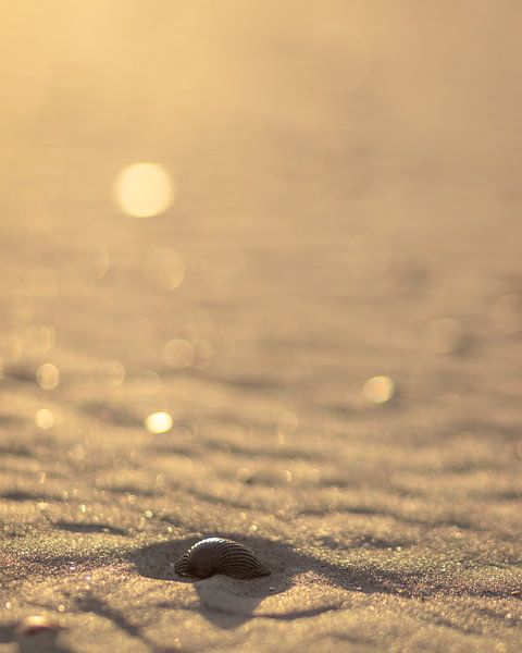 Schelp op strand in de avond zon van P Leydekkers - van Impelen